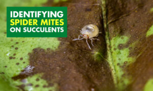 A picture of a spider mite on a plant. Text reads identifying spider mites on succulents.