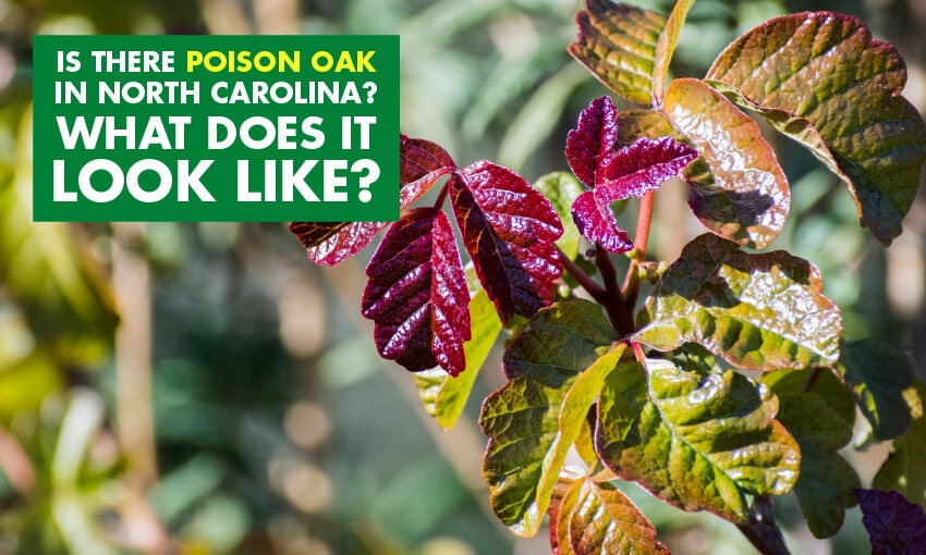 Is There Poison Oak In North Carolina? What Does It Look Like?