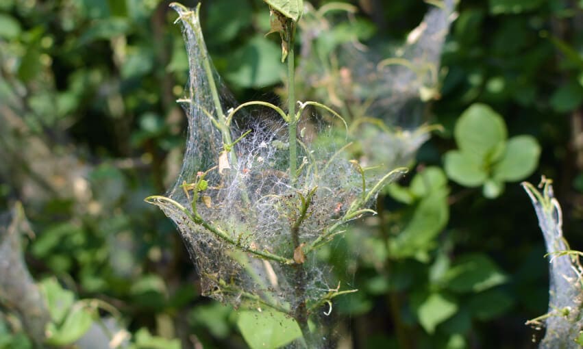 A picture of a spider mite web on plants.
