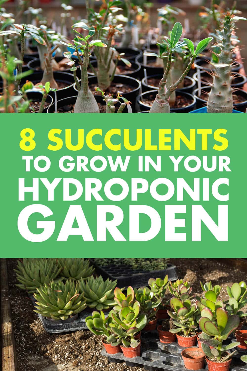 8 Succulents to Grow in Your Hydroponic Garden