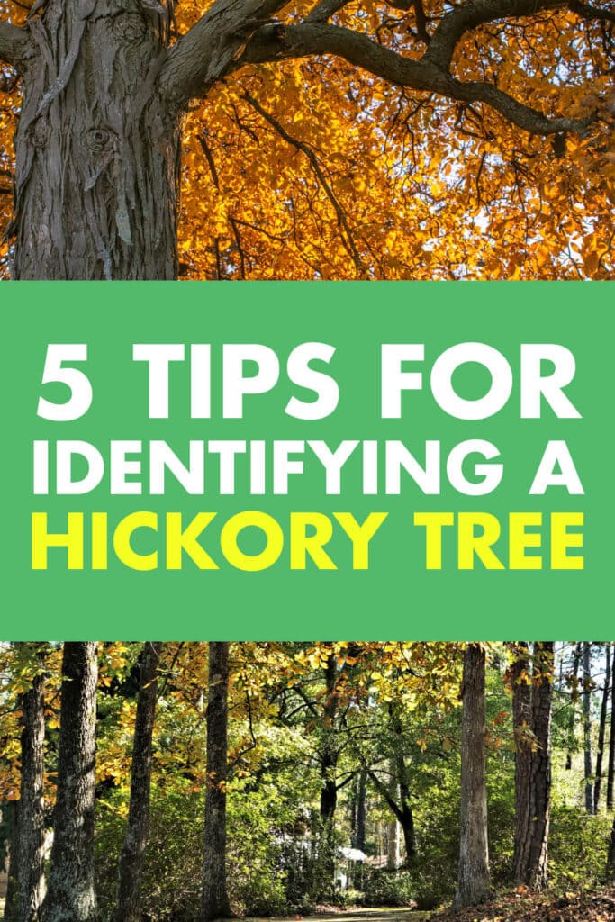 Two different pictures of trees in the forest. Text in-between the two that reads 5 tips for identifying a hickory tree. 