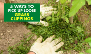 A picture of two hands on top of grass clippings. Text reads 5 ways to pick up loose grass clippings.