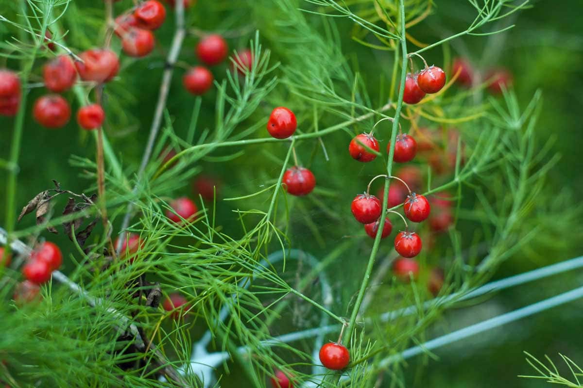 Close up of greens asparagus foliage with red berries.