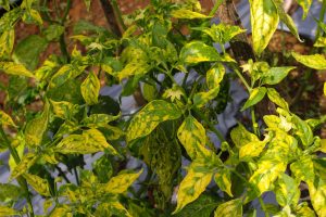 Cayenne pepper leaves turned yellow because of a viral disease.