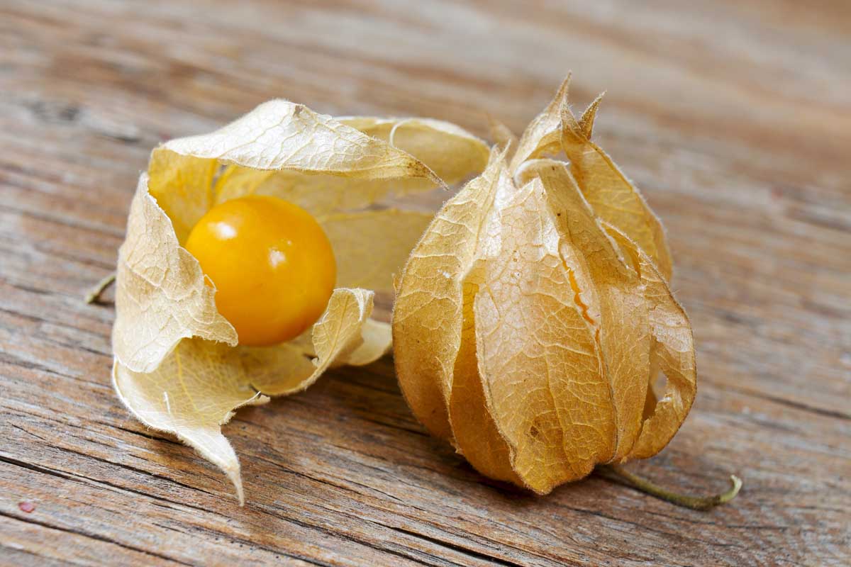 Closeup of ground cherries with dried husk on a rustic wooden surface.