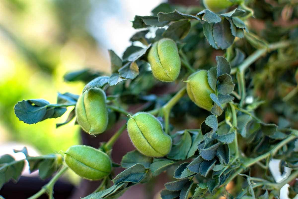 Garbanzo bean pods ripening on the bush.