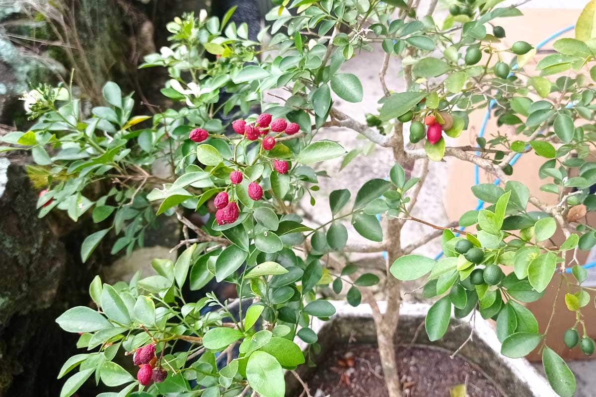 A coffee plant with red berries being grown as a bonsai.
