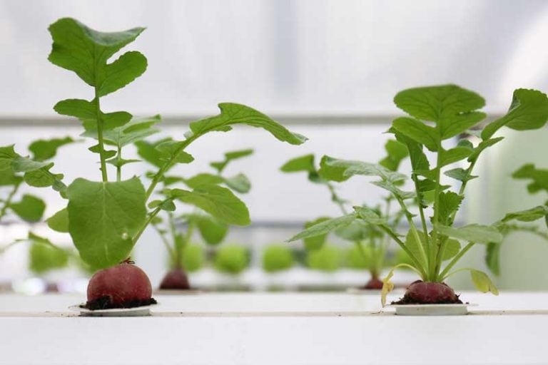 How to Grow Hydroponic Beets