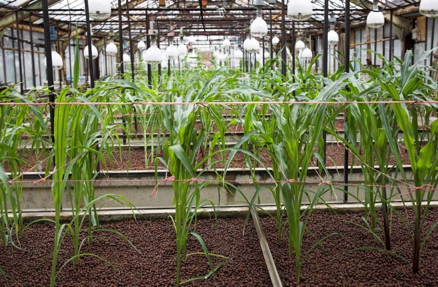 Corn being grown indoors with a hydroponic system.