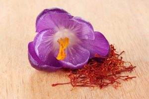 A fresh saffron crocus bloom laying next to dried saffron spice.