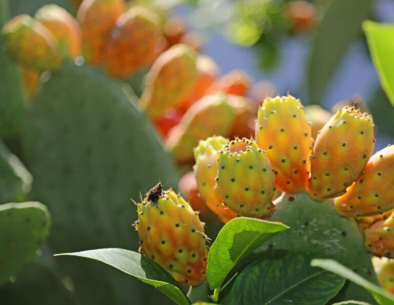 13 Edible Prickly Pear Varieties and Taste Profile