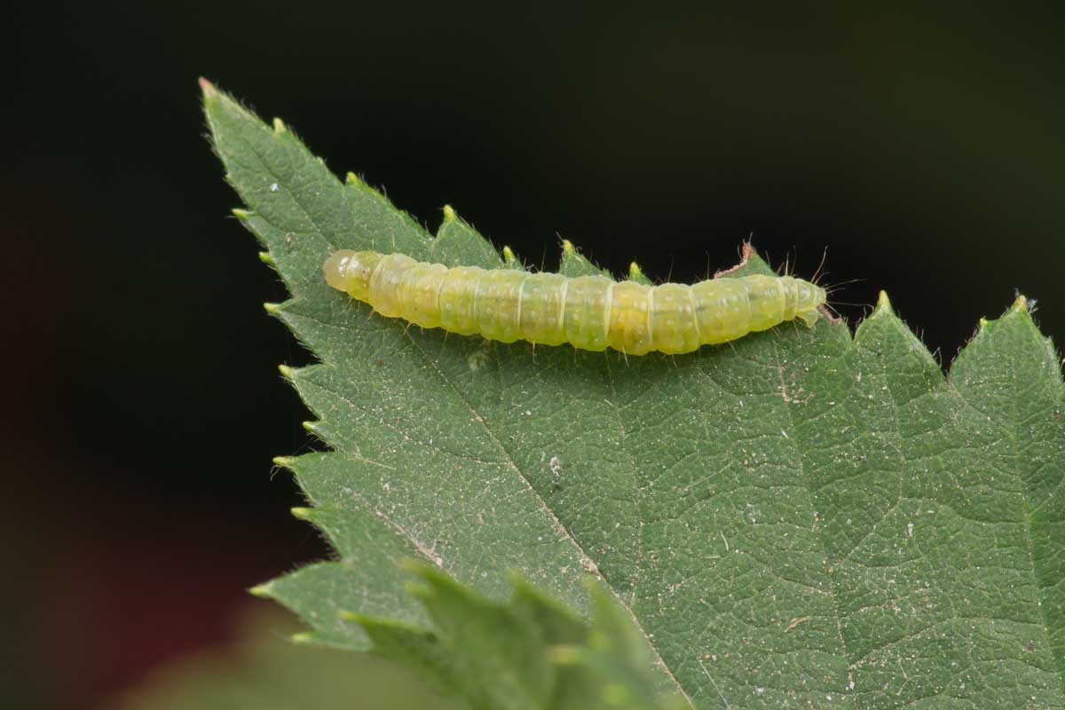 Leafroller caterpillar on a green leaf.