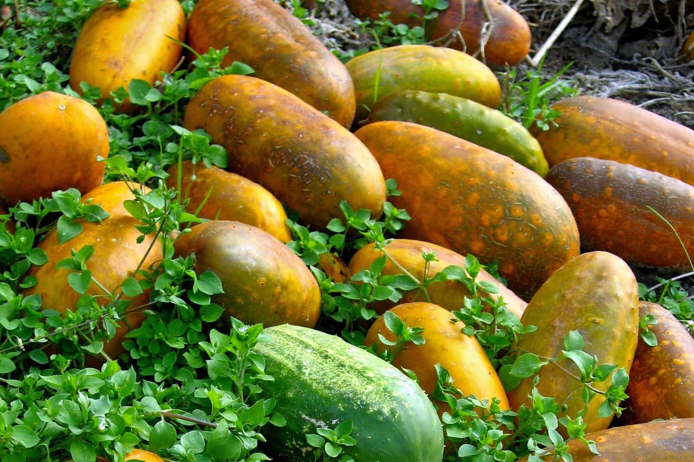 A pile of red Hmong cucumbers with red, orange, or yellow skin.