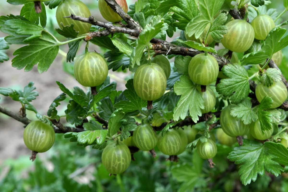 Green gooseberries hanging from the bush.