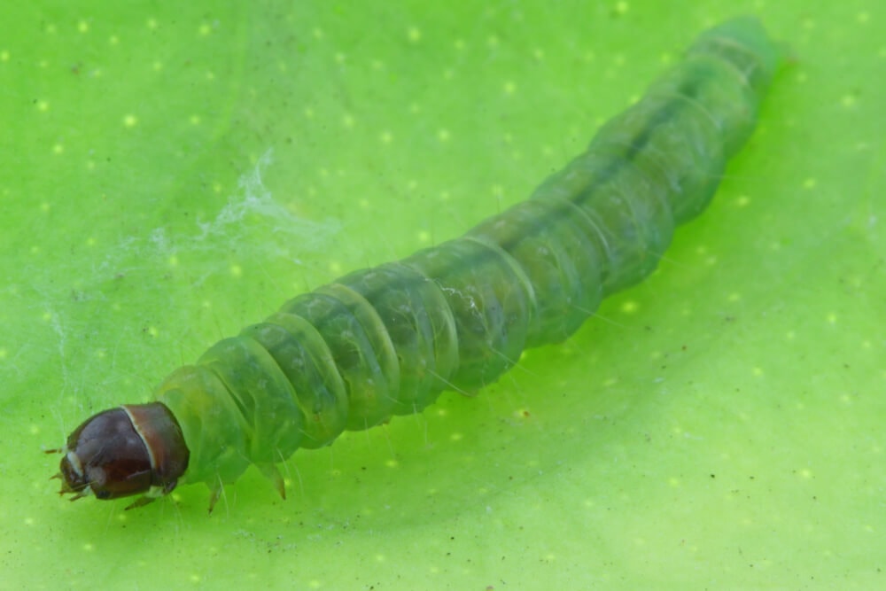An image of an Archips micaceanus worm (Citrus leaf-roller)