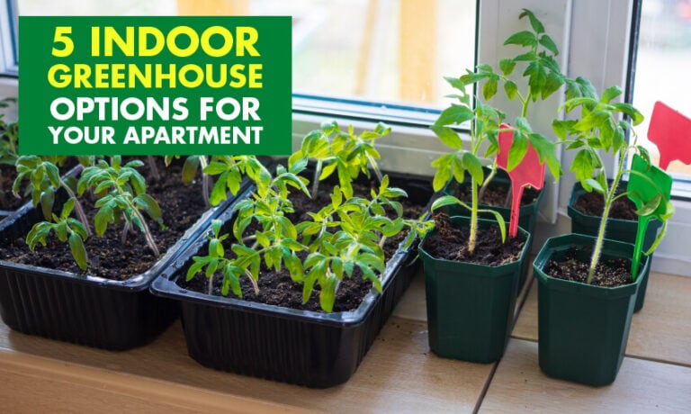 Image showcasing Apartment Gardening: A Beginner's Guide