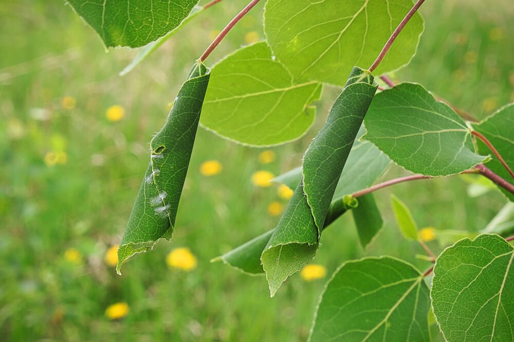 Leaves damaged and rolled by Leafrollers caterpillars. 