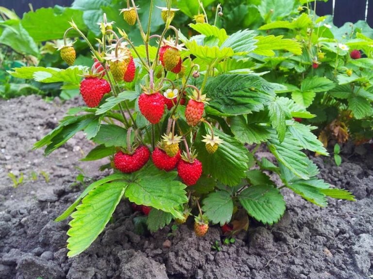 How to Prune Strawberries and When to Cut Back