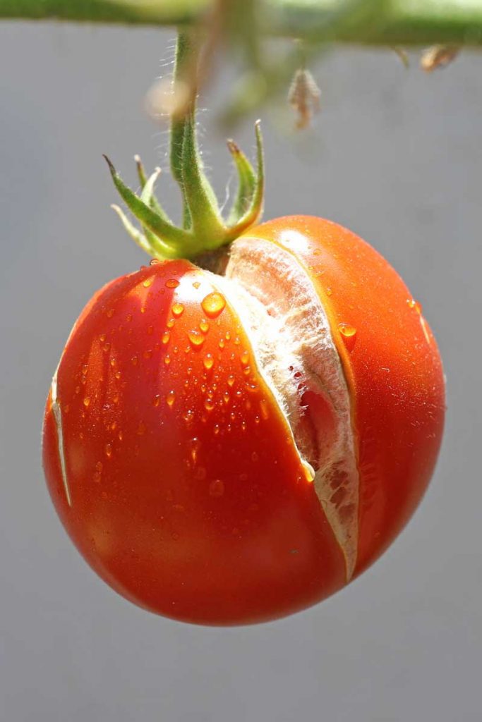 Close up of a cracked and split red tomato hanging from the vine.