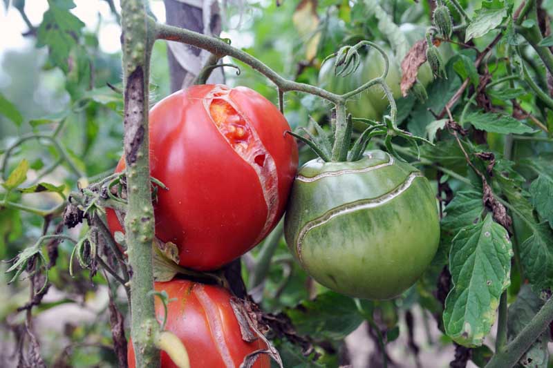Tomato fruit cracking while on a bush during ripening.