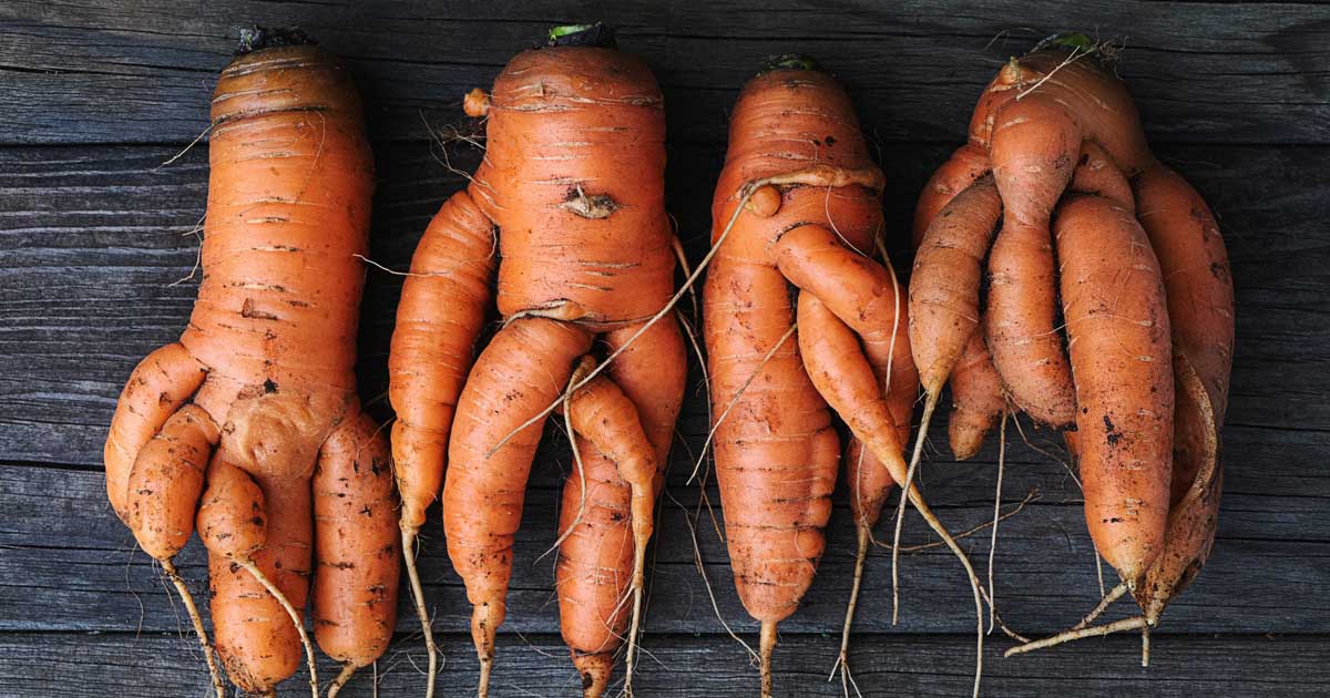Deformed Carrots 5 Causes and How to Prevent It