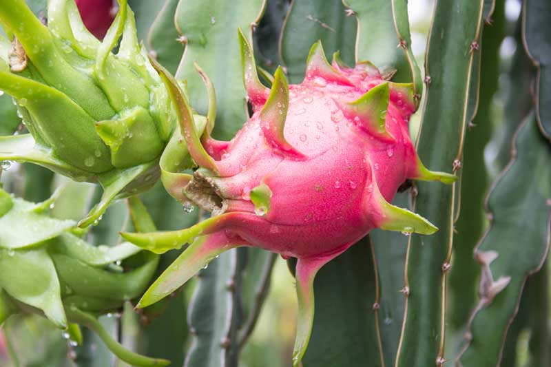 Close up of a ripe dragon fruit growing on the tree.