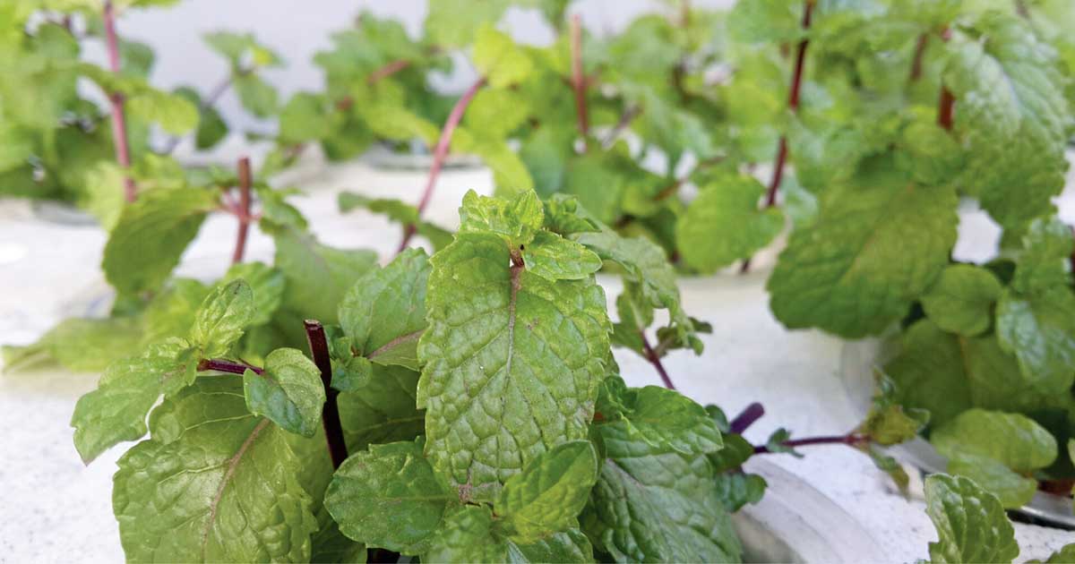 How to Grow Hydroponic Mint No Soil, No Problem