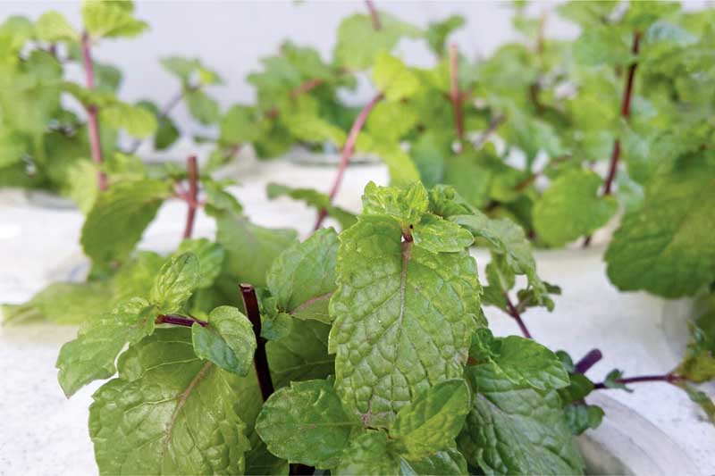 How to Grow Hydroponic Mint: No Soil, No Problem