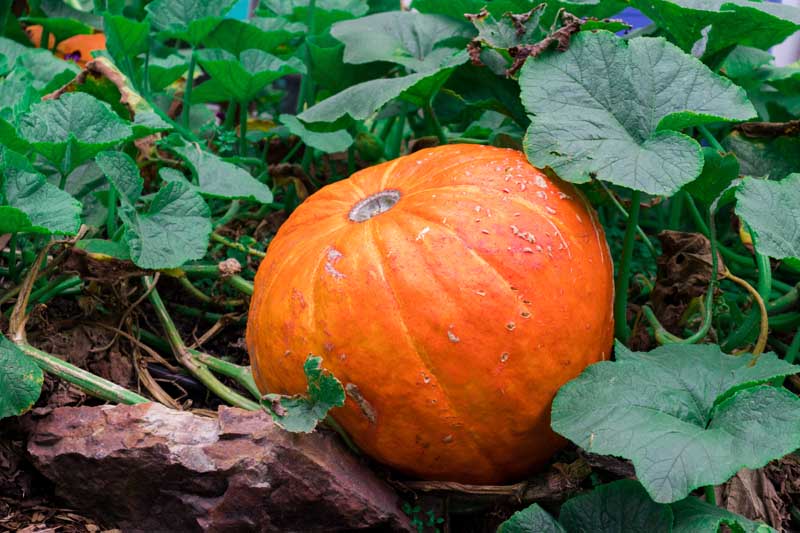 A ripe orange pumpkin laying in amongst cucurbit vines.
