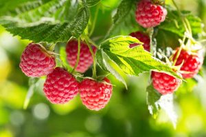 A branch with bright red raspberries ready for harvest.