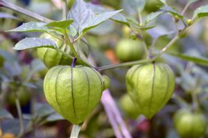 Close up of tomatillo fruit growing on the bush.