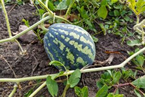Small watermelon growing on the vine.