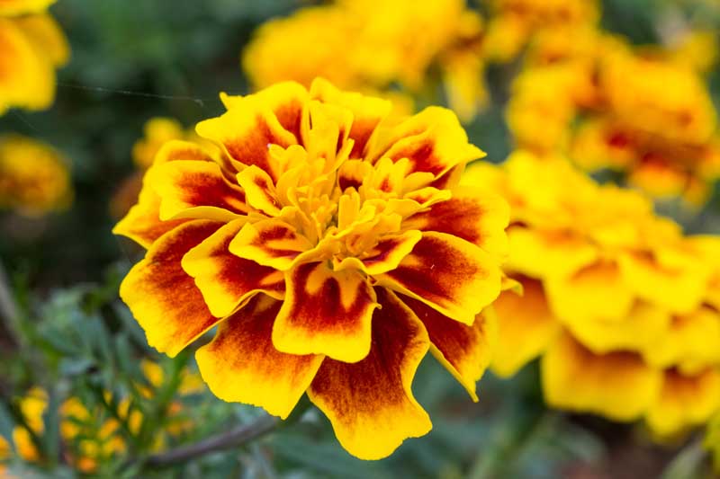 5 Best Hydroponic Flowers to Grow