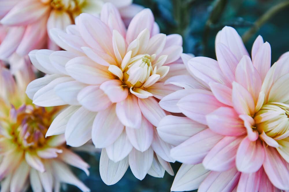 A picture of Chrysanthemums growing in the garden. 