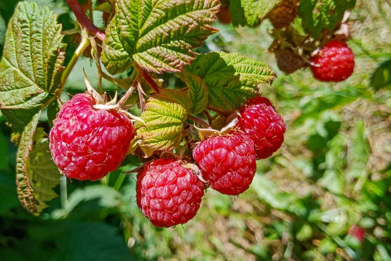 Raspberry Cuttings: How to Grow Raspberries from Cuttings