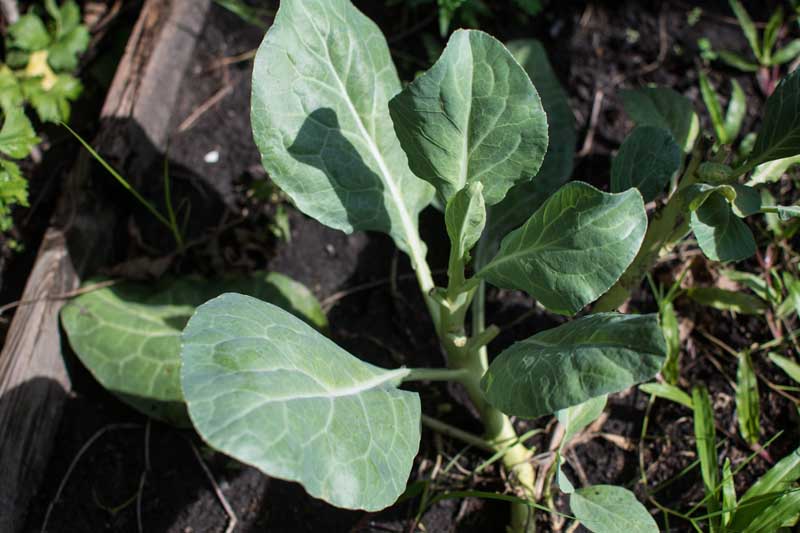 A small, young collard green plant growing in garden.