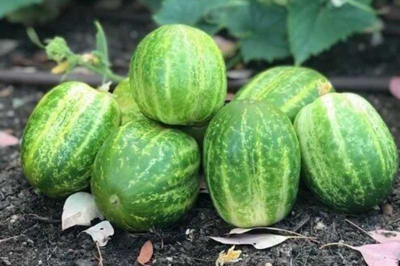 How to Grow Richmond Green Apple Cucumbers