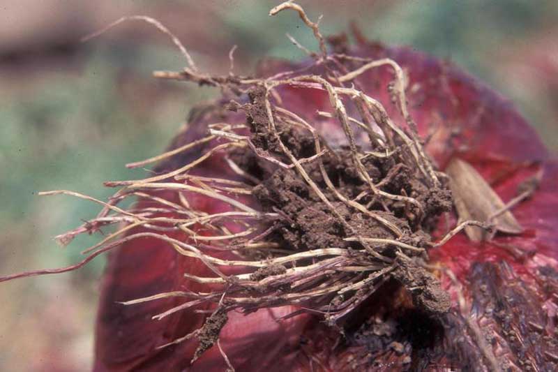 Close up of a red onion bulb infected with pink root onion disease.