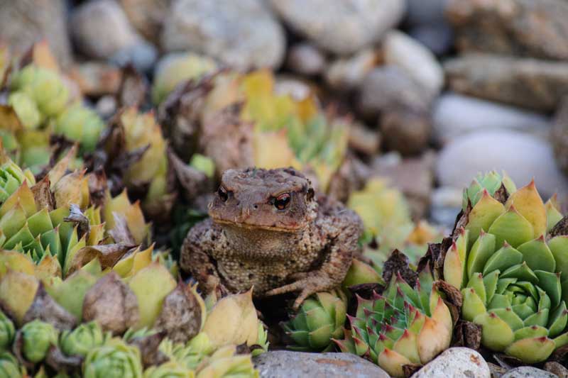 A toad crawls among succulents in a rock garden.