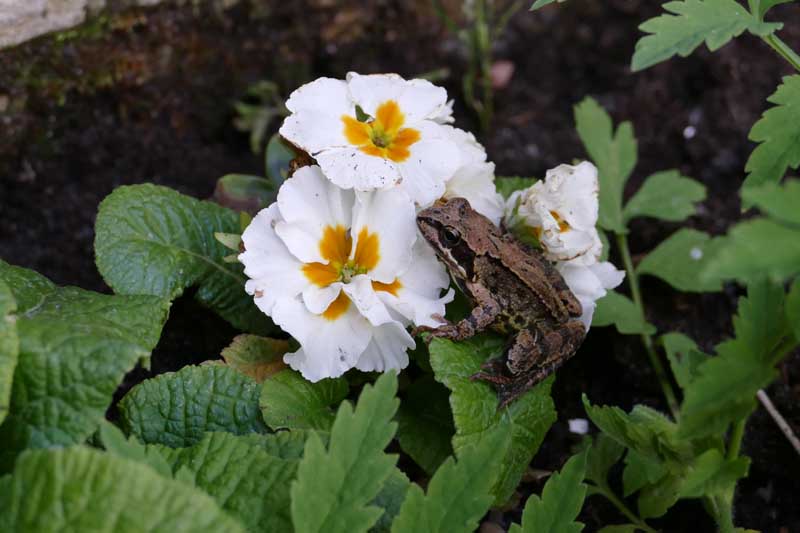 Frog on a white flower in the garden.