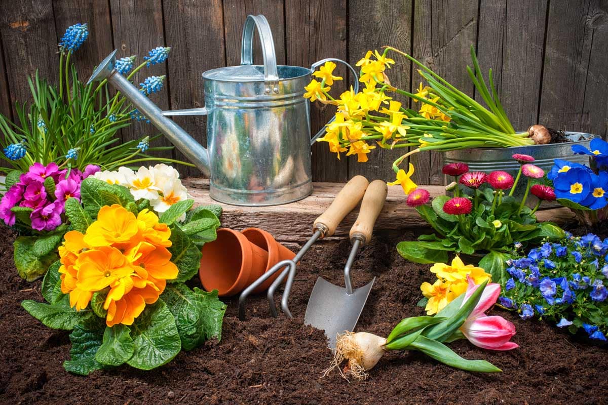 General Gardening Tips