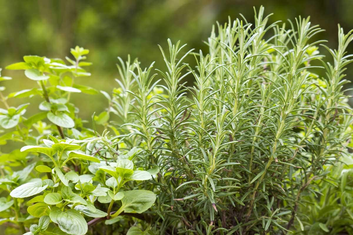 Herbs