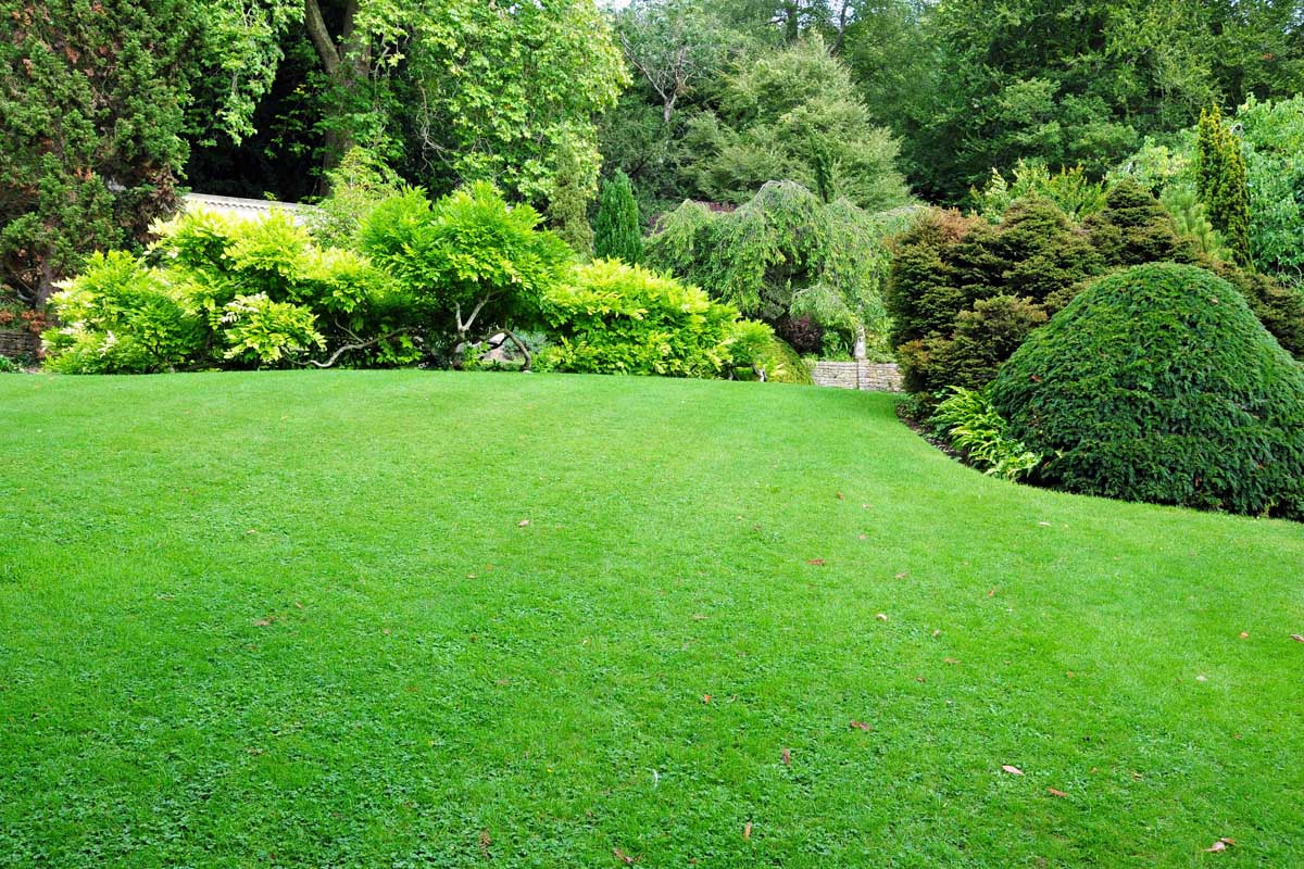Lawn and Landscaping Tips